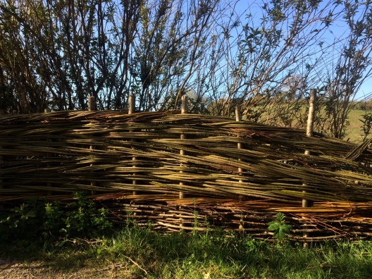 Woven willow fence