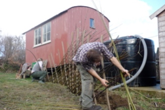 Weaving willow for fence panel